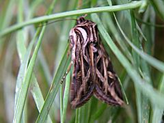 Olive Green Cutworm Moth